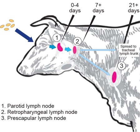 Diagram of how a disease infects cows through their eyes. Text reads: 