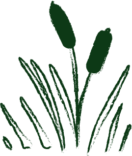 Drawing of cattails