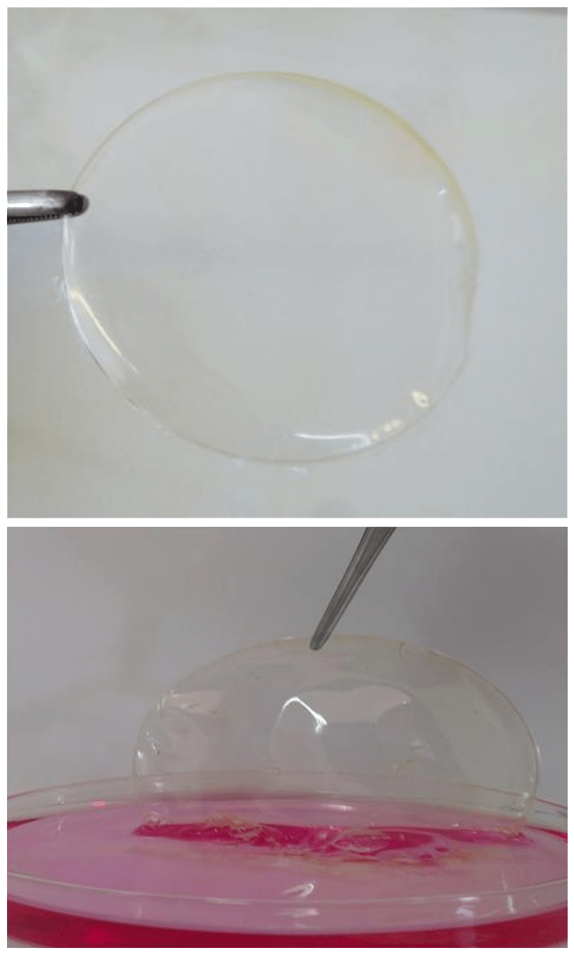 Two images show the transparent wound dressing. In one, it is held by silver forceps over a white background. In the over, the dressing is being placed over a pink simulated wound.