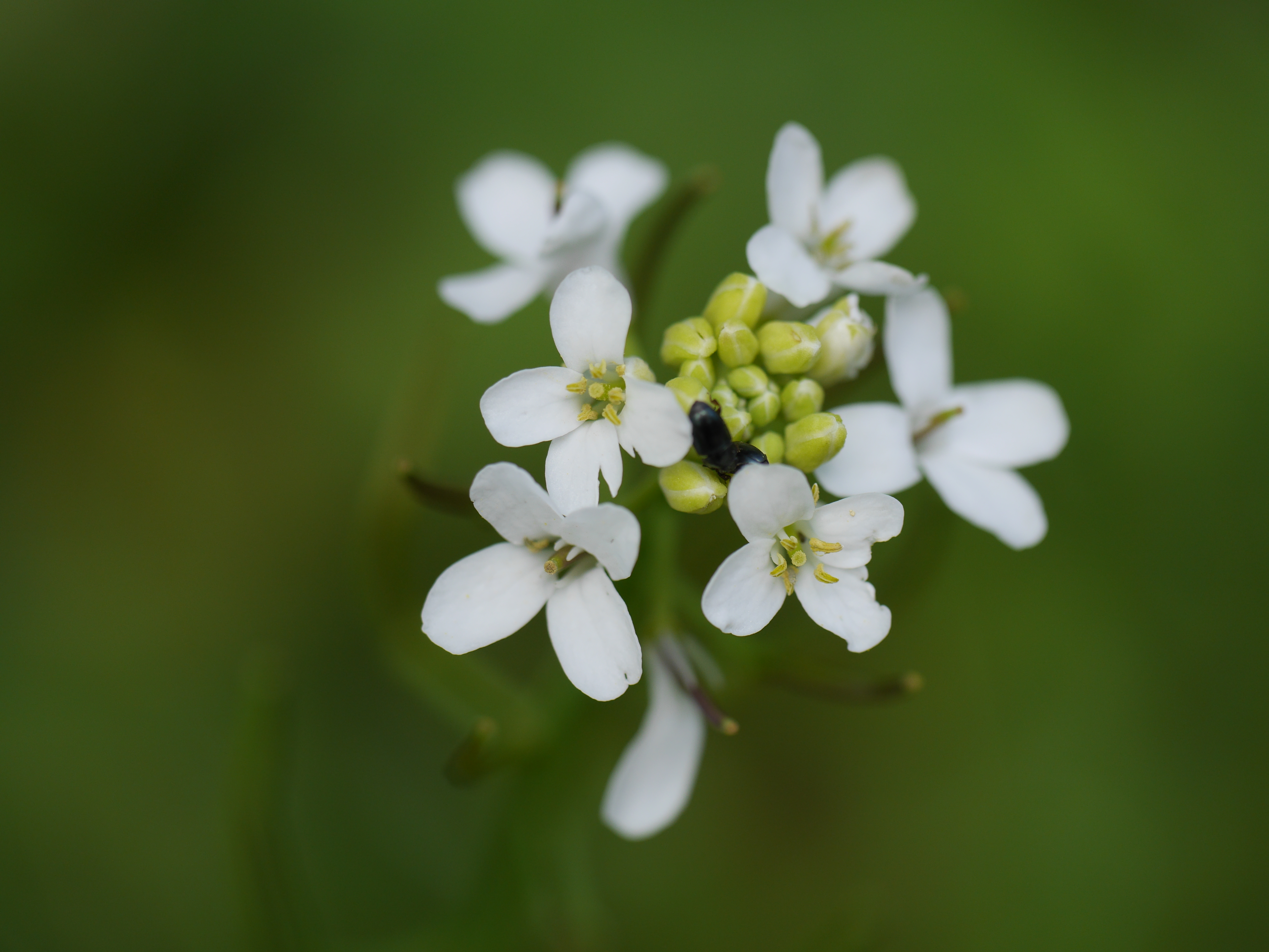 A close-up photograph of an Arabidopsis plant shows tiny green buds and small white flowers with four petals