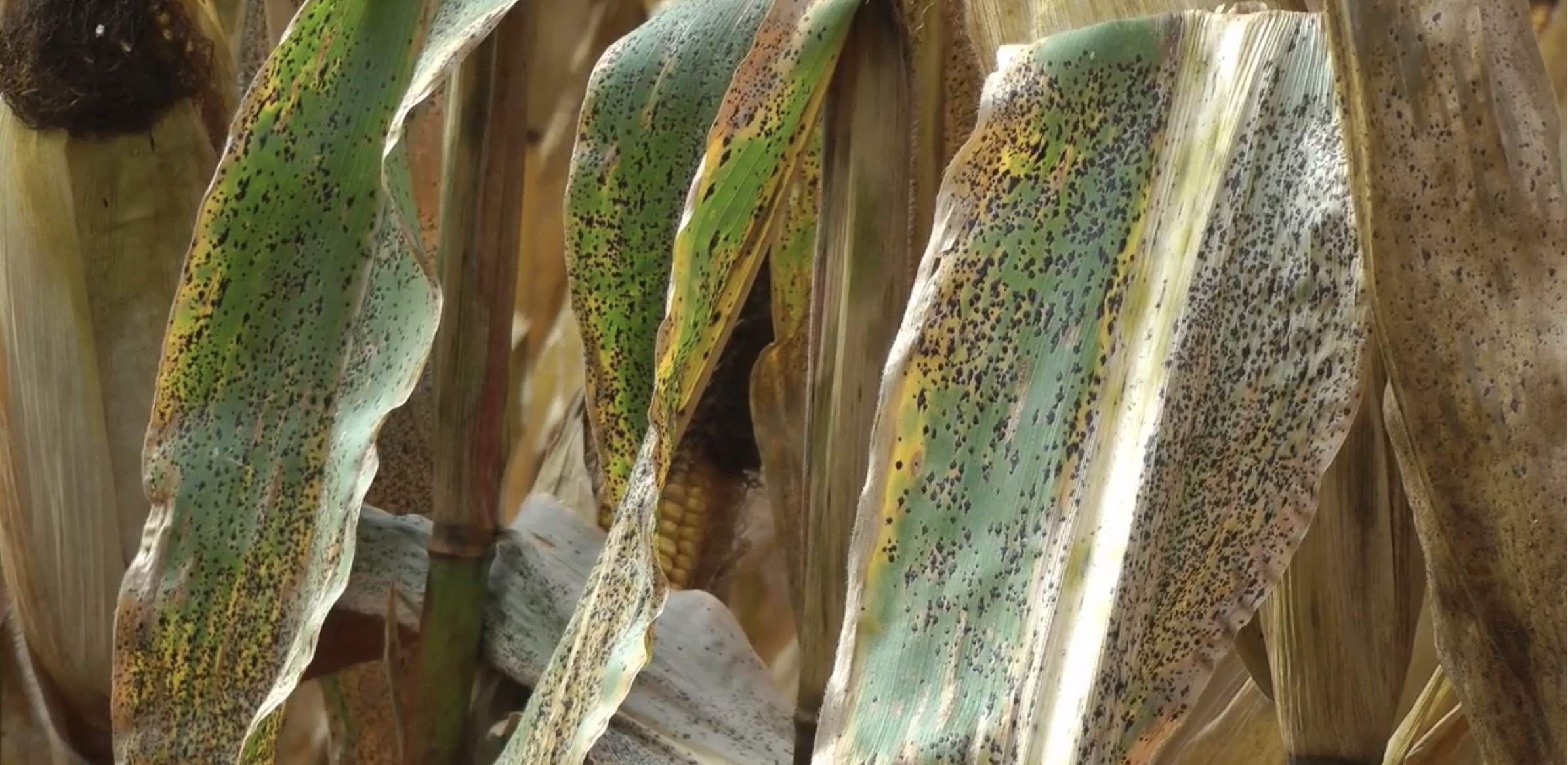 Tar spot disease on maize crops
