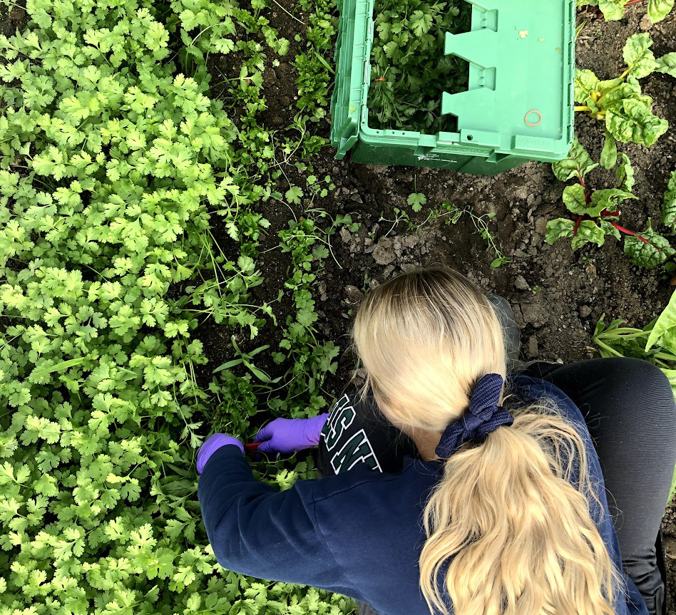 Bird's-eye view of a student organic farm worker harvesting cilantro in a field