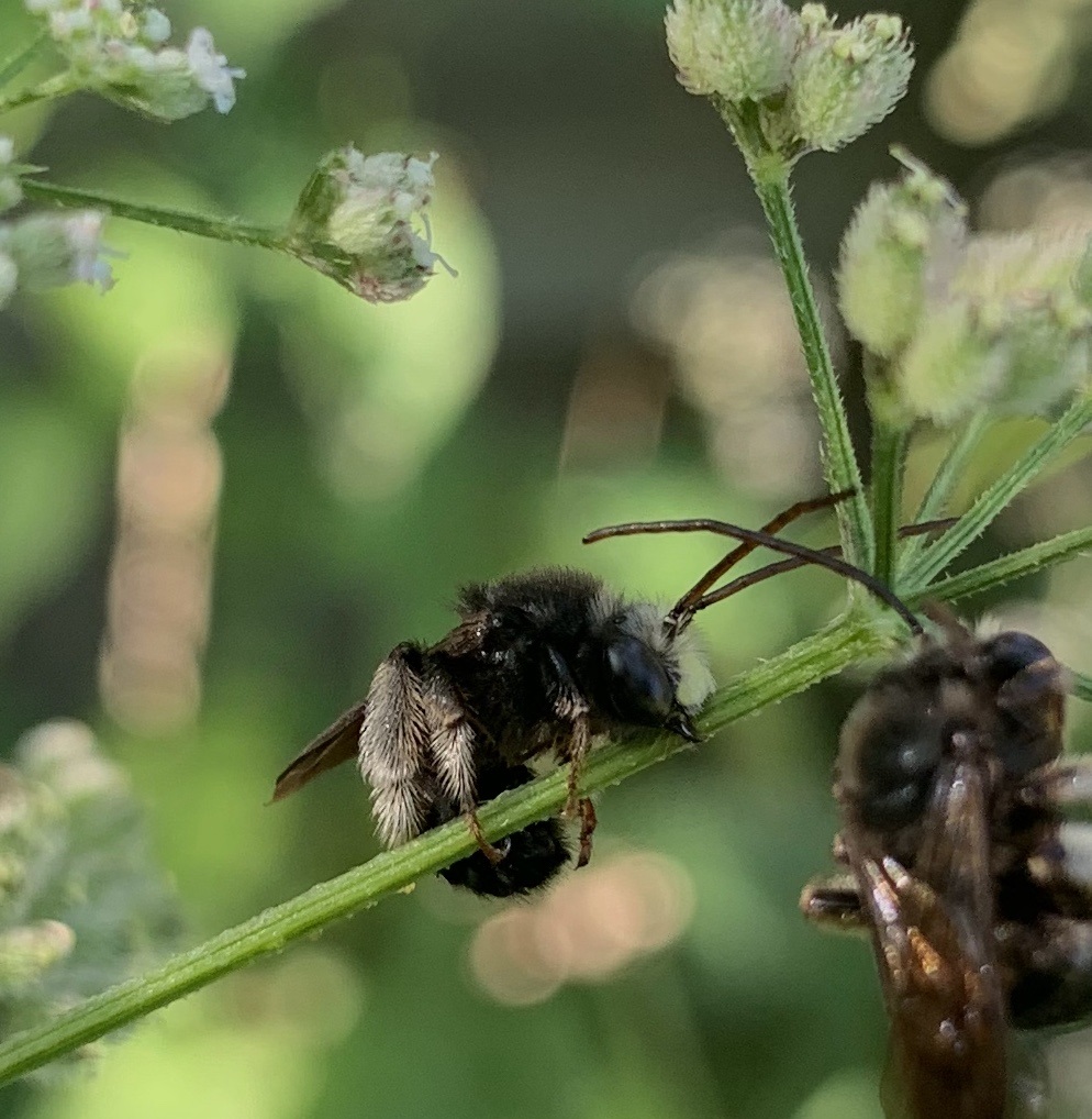 Bee sitting on a flower stem