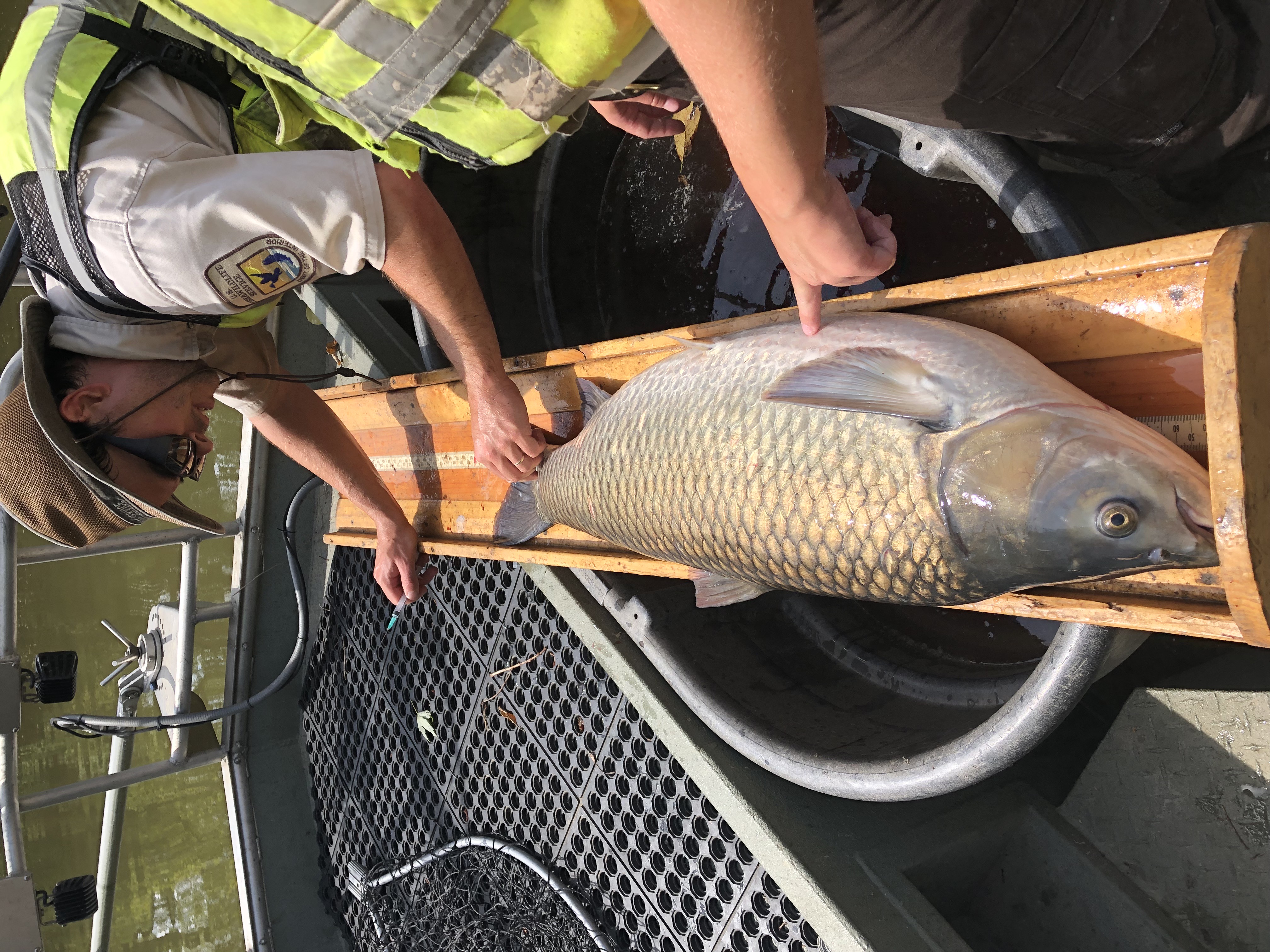 Tagging grass carp. Courtesy of Ryan Young FWS