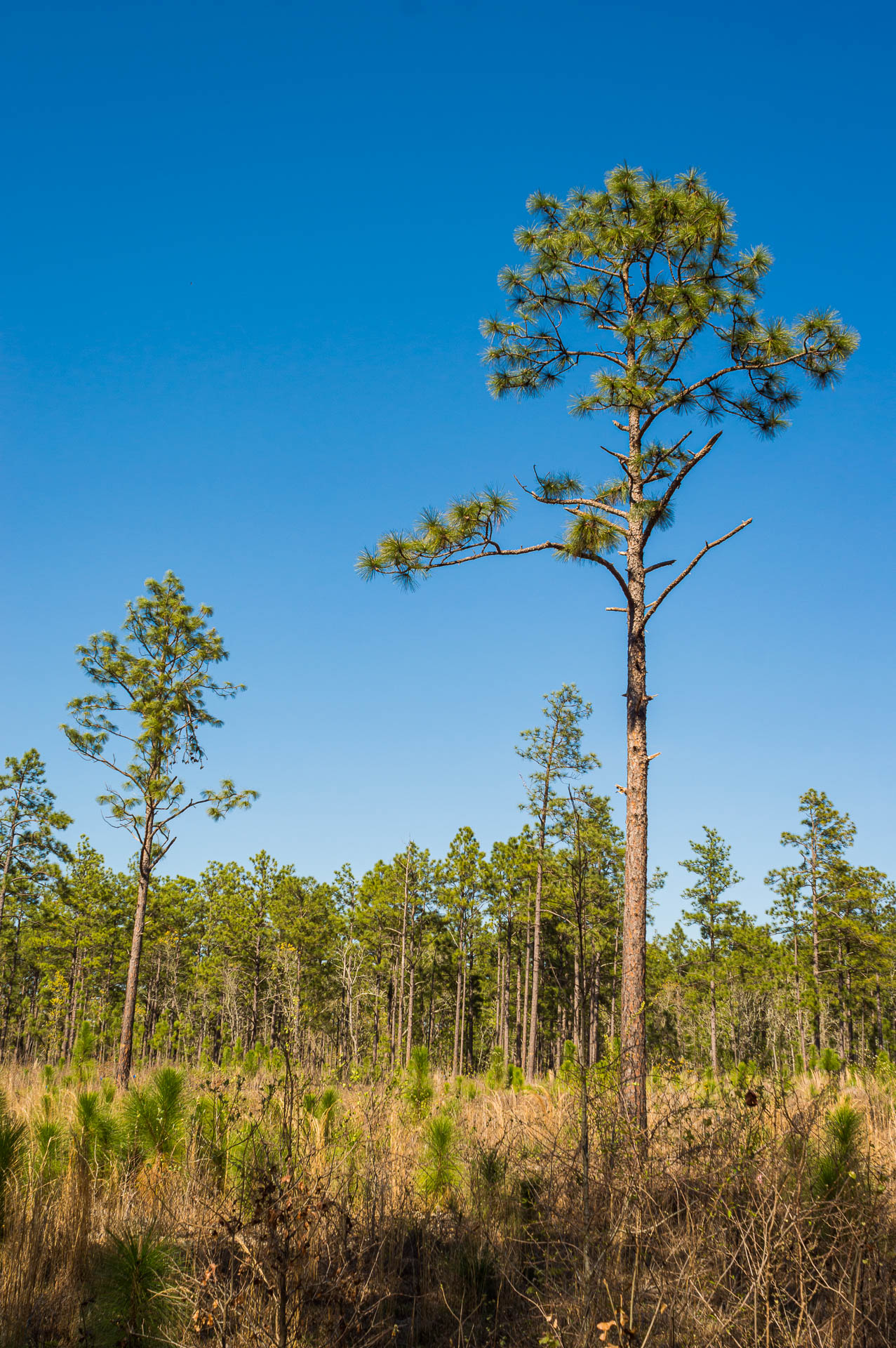 the-legacy-of-longleaf-pine-dogwood-alliancedogwood-alliance