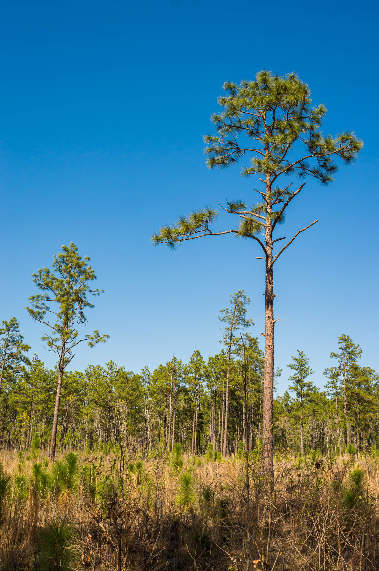 A photograph shows longleaf pine trees with slender trunks that hold canopies of pine needles near their tops. 