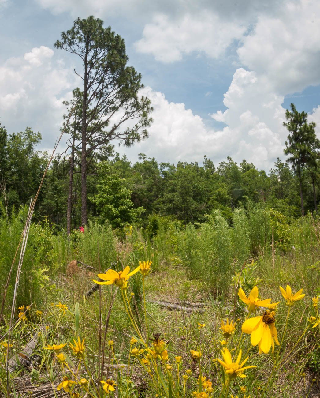 Yellow flowers are in the foreground of this photograph, showing other green vegetation on the ground and longleaf pines in the background.