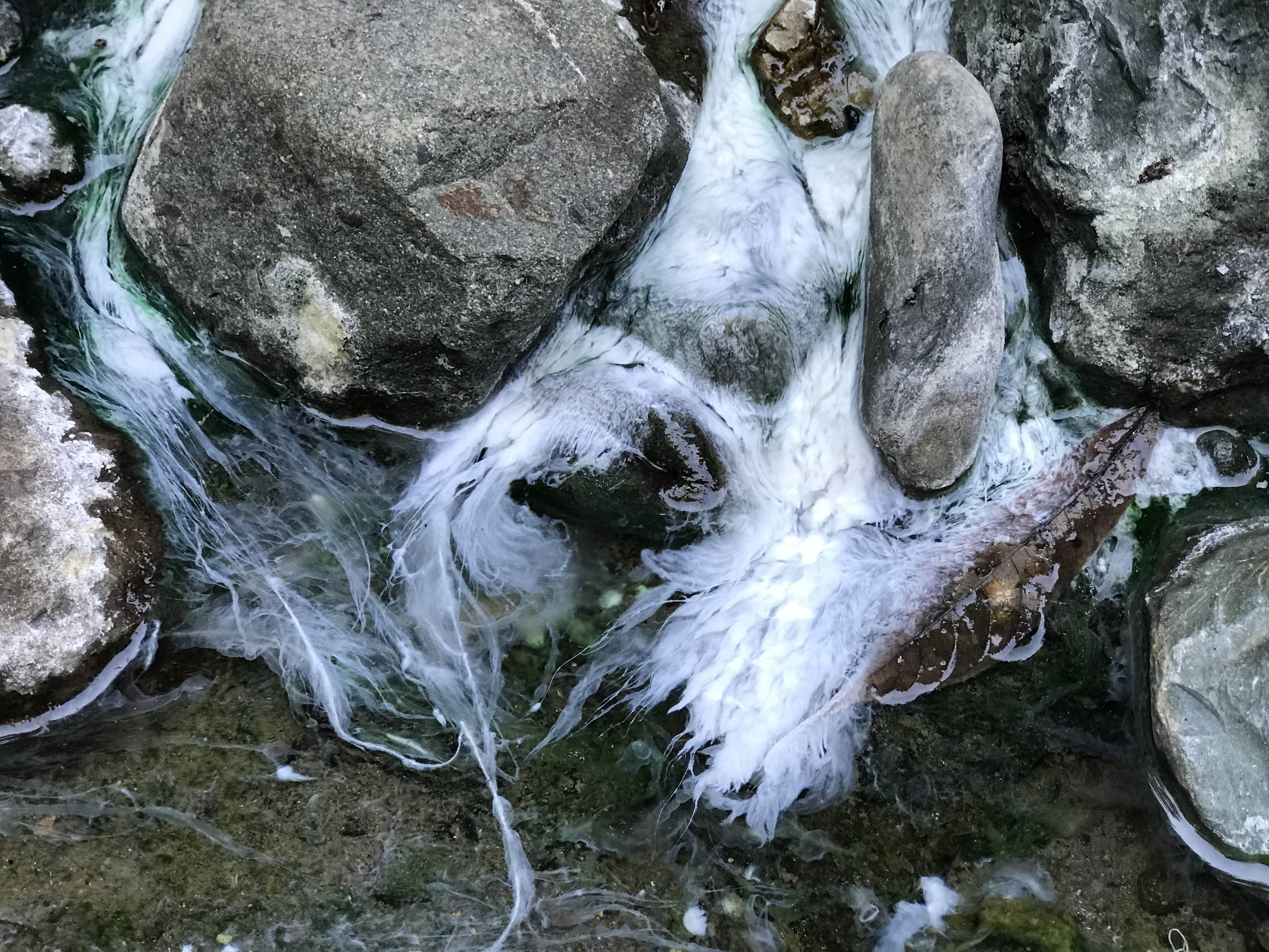 A white “froth” that is a microbial biofilm floats on the surface of a hot spring enclosed by gray rocks and filled with clear water.