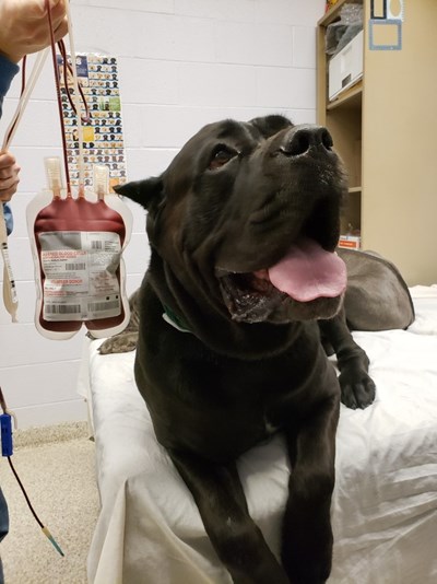Royal the dog having a blood transfusion done