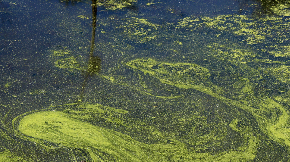 What does groundwater have to do with lake algal blooms? | MSUToday ...