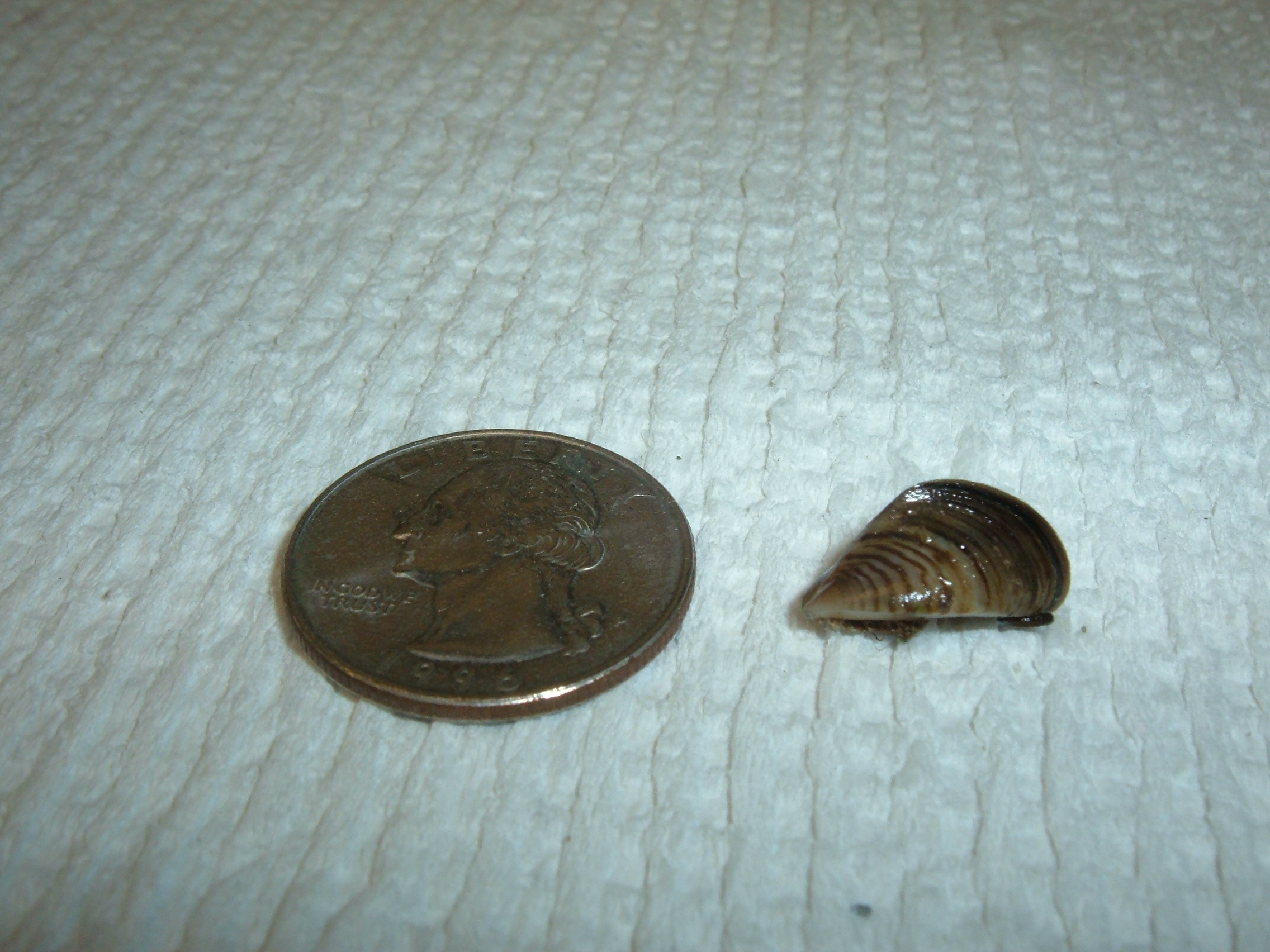 Dime-size zebra mussel