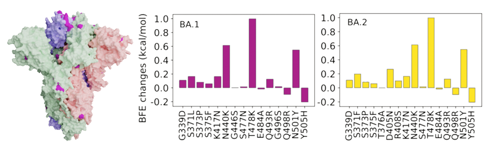 A scientific figure has three panels aligned horizontally. On the far left, a computer-generated image shows the coronavirus’s spike protein as a lumpy, T-shaped collection of amino acids, color-coded in pastel shades of red, green and purple, and spotted with solid magenta regions, showing where omicron has mutated. To the right are two bar graphs showing how the binding free energy, or BFE, has changed for those regions as a result of the mutations for omicron variants BA.1 (shown as the center panel) and BA.2 (the right-most panel). Each graph has 15 bars, each one corresponding to a given region of the spike protein, which are designated with alphanumeric names such as G330D, S271F and K417N. The different shapes of the two bar graphs help reveal how the variants behave differently.