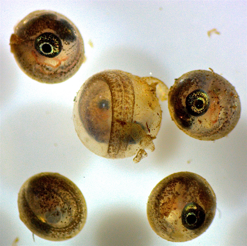 A photo shows five brownish speckled orbs, which are Rio pearlfish eggs containing visible eyes and tails. The egg in the middle is swelling as the hatching enzymes digest the egg envelope while the embryo awakens from diapause to hatch. 