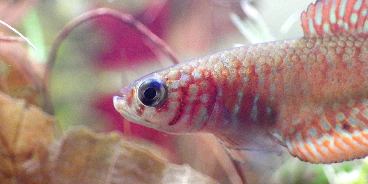 A close-up photograph shows a peachy, coral-colored male Rio pearlfish