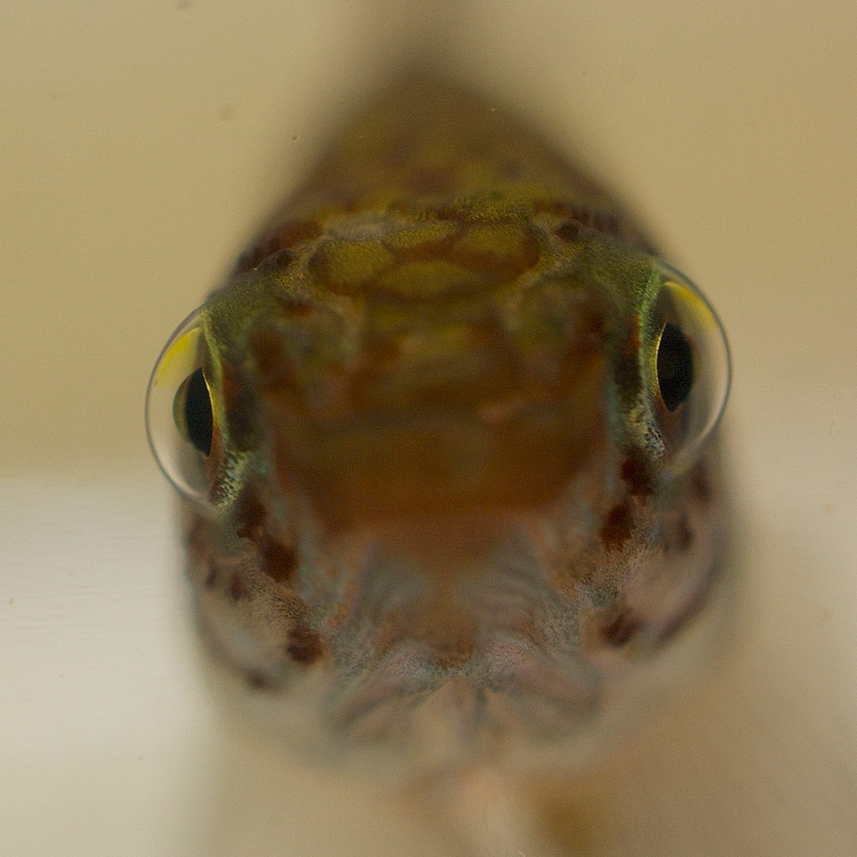 A close-up photo shows a Rio pearlfish head on, its two large eyes looking directly into the camera