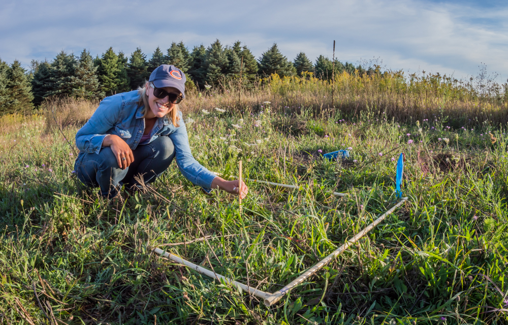 Anna Funk makes a measurement in a prairie plot.