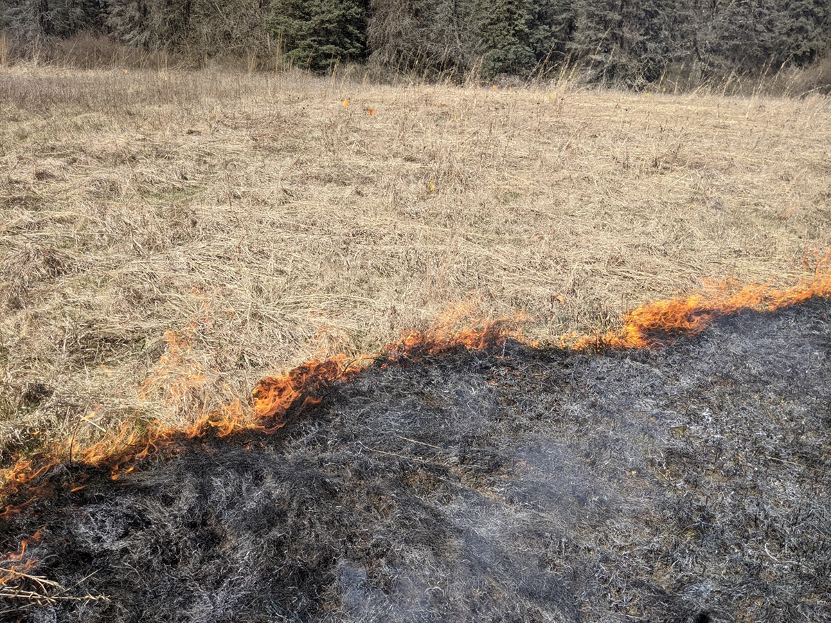 A photograph shows a controlled burn. There’s smokey and charred vegetation in the lower right-hand portion of the image. In the upper left, the vegetation is dry and golden, but unburned. Small orange flames define the boundary between the regions.