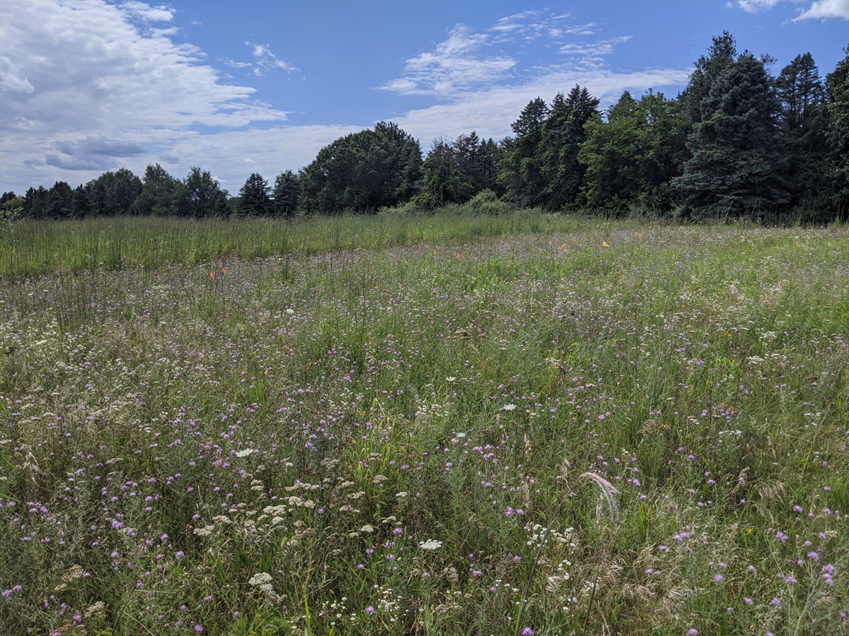 A photo shows two plots of restored prairie, one in front of the other, with trees in the background. The prairie plots were planted in different years, giving rise to the visible differences. The plot in the back has taller, greener vegetation. The plot in front has shorter plants with white and purple flowers. The purple flowers belong to a weed species that is generally considered invasive in North America.