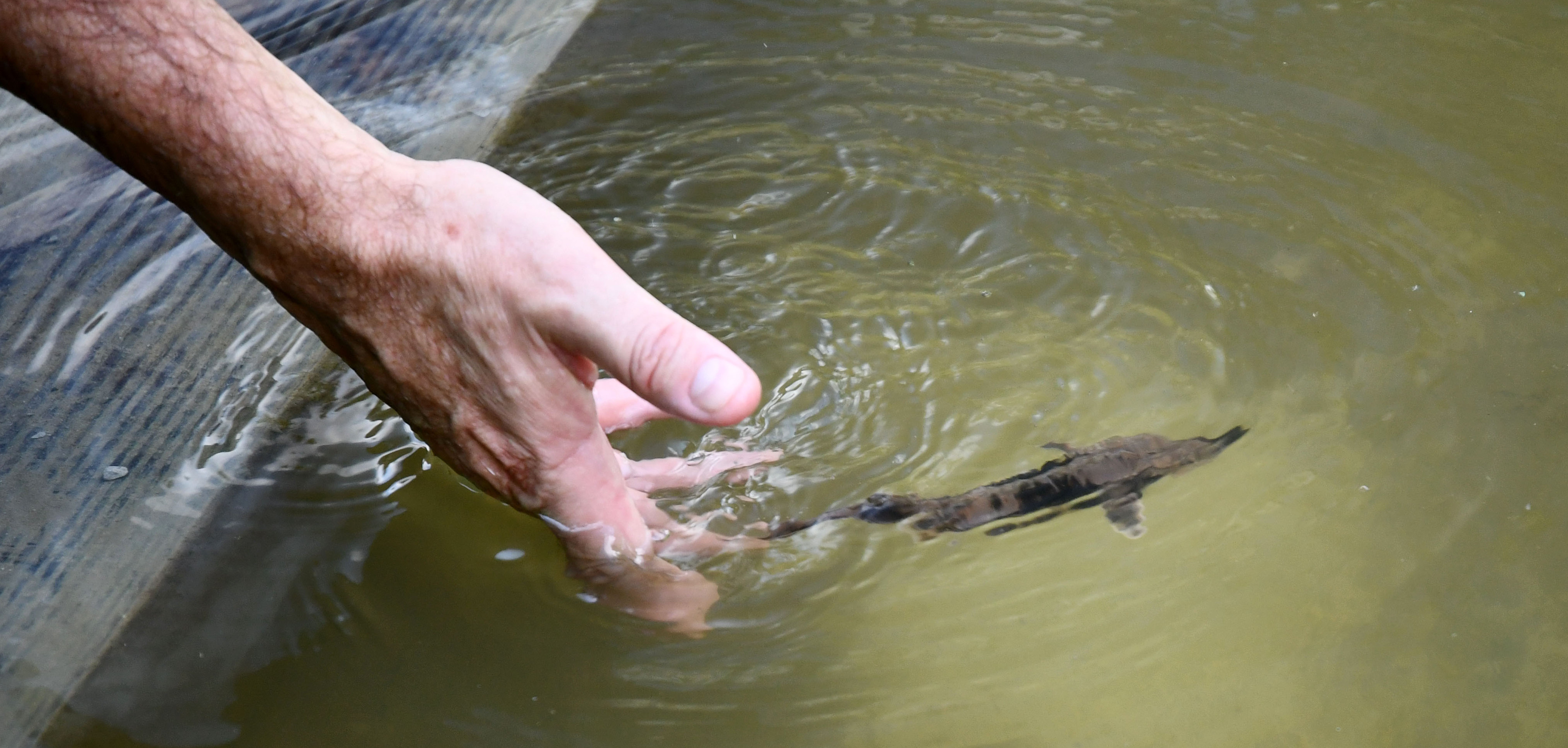 Bringing back Michigan’s lake sturgeon