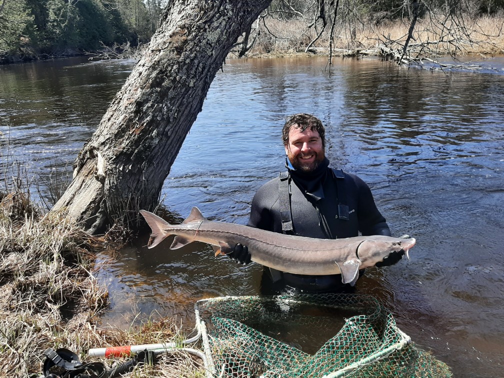 Doug Larson holding a large adult lake sturgeon