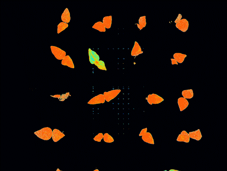 An animated .gif shows an array of cowpea plants from above, looking down at two leaves of each plant colored in varying shades of blue, green, yellow and orange. not unlike a heat map.