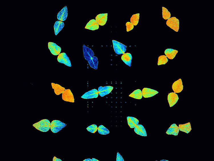 An animated .gif shows an array of cowpea plants from above, looking down at two leaves of each plant colored in varying shades of blue, green, yellow and orange. not unlike a heat map.