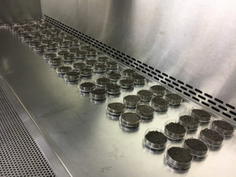 A photograph shows dozens of clear, circular dishes filled with agricultural soil sitting inside a sterile metal cabinet used for culturing bacteria.