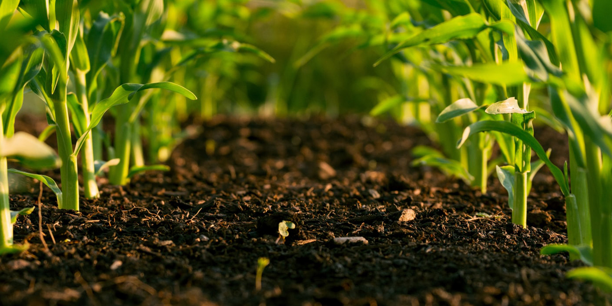 A photograph shows rows of green plants sprouting from dark brown soil.