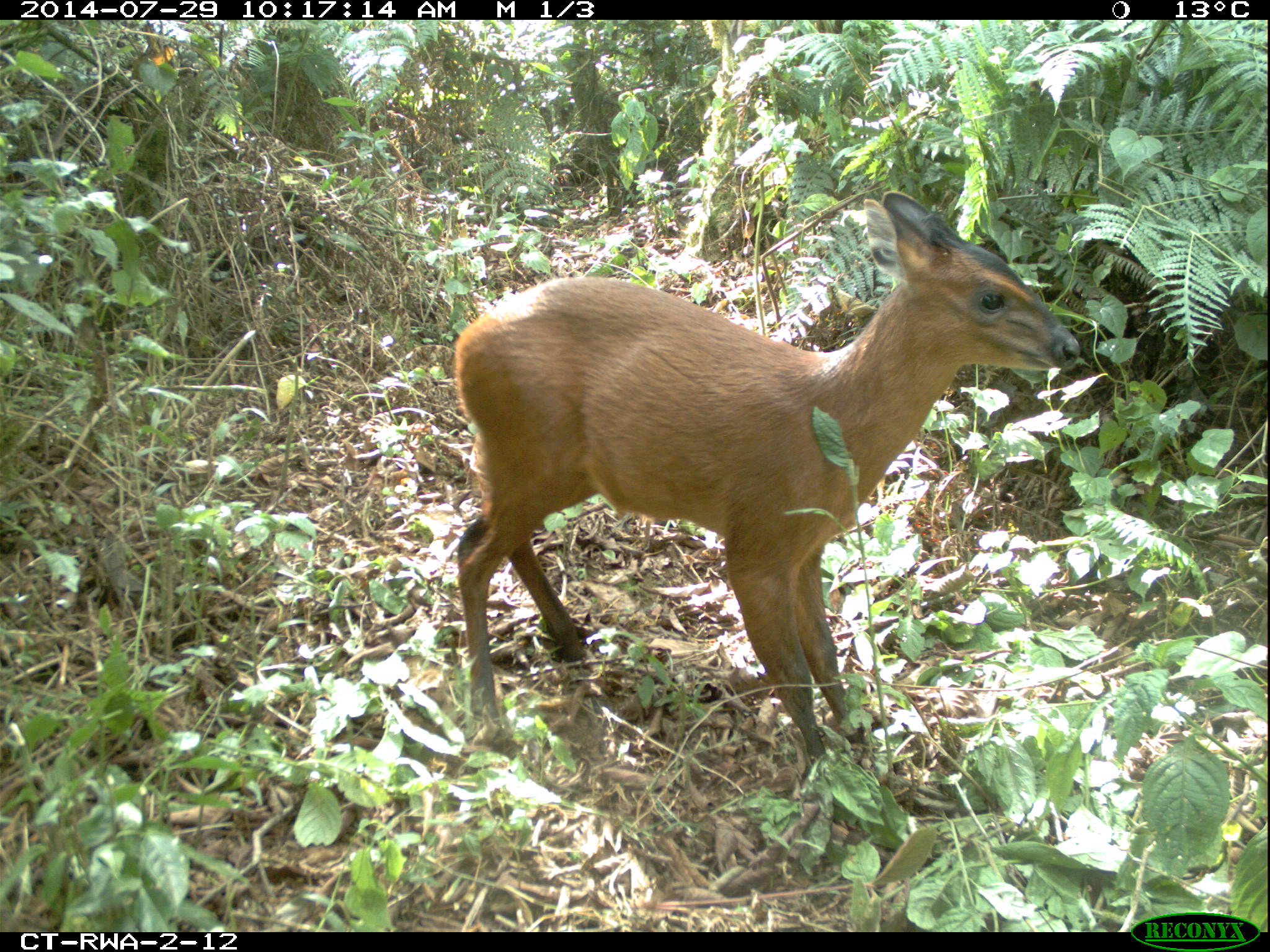 A small brown antelope with a black marking around its nose and forehead is photographed among green foliage. Information around the border of the photo show it was taken at 10:17 a.m. on July 29, 2014, when it was 13 degrees Celsius. The camera, made by Reconyx, is labeled CT-RWA-2-12.