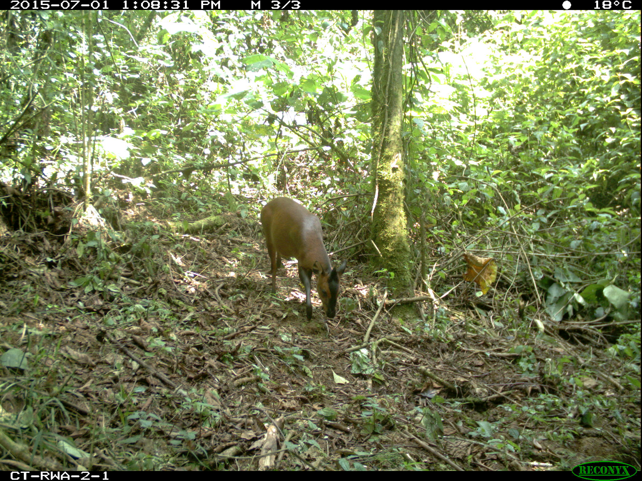 A small brown antelope with a black marking around its nose and forehead is photographed among green foliage. Information around the border of the photo show it was taken at 1:08 p.m. on July 1, 2015, when it was 18 degrees Celsius. The camera, made by Reconyx, is labeled CT-RWA-2-1.