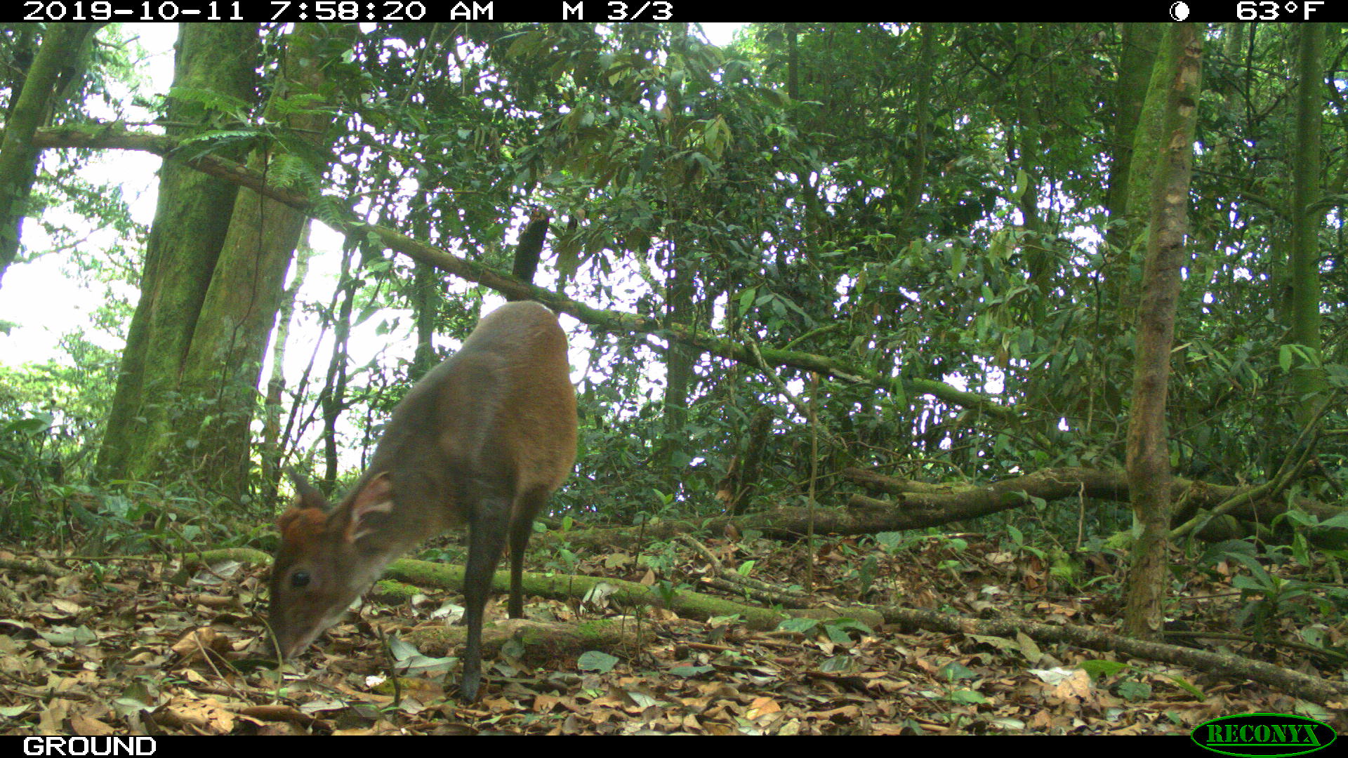 A photograph shows a small brown antelope nosing through brown leaves and green undergrowth on a forest floor. Information around the border of the photo shows it was taken at 7:58 a.m. on Oct. 11, 2019, when it was 63 degrees Fahrenheit. The camera was located on the ground and was made by Reconyx.