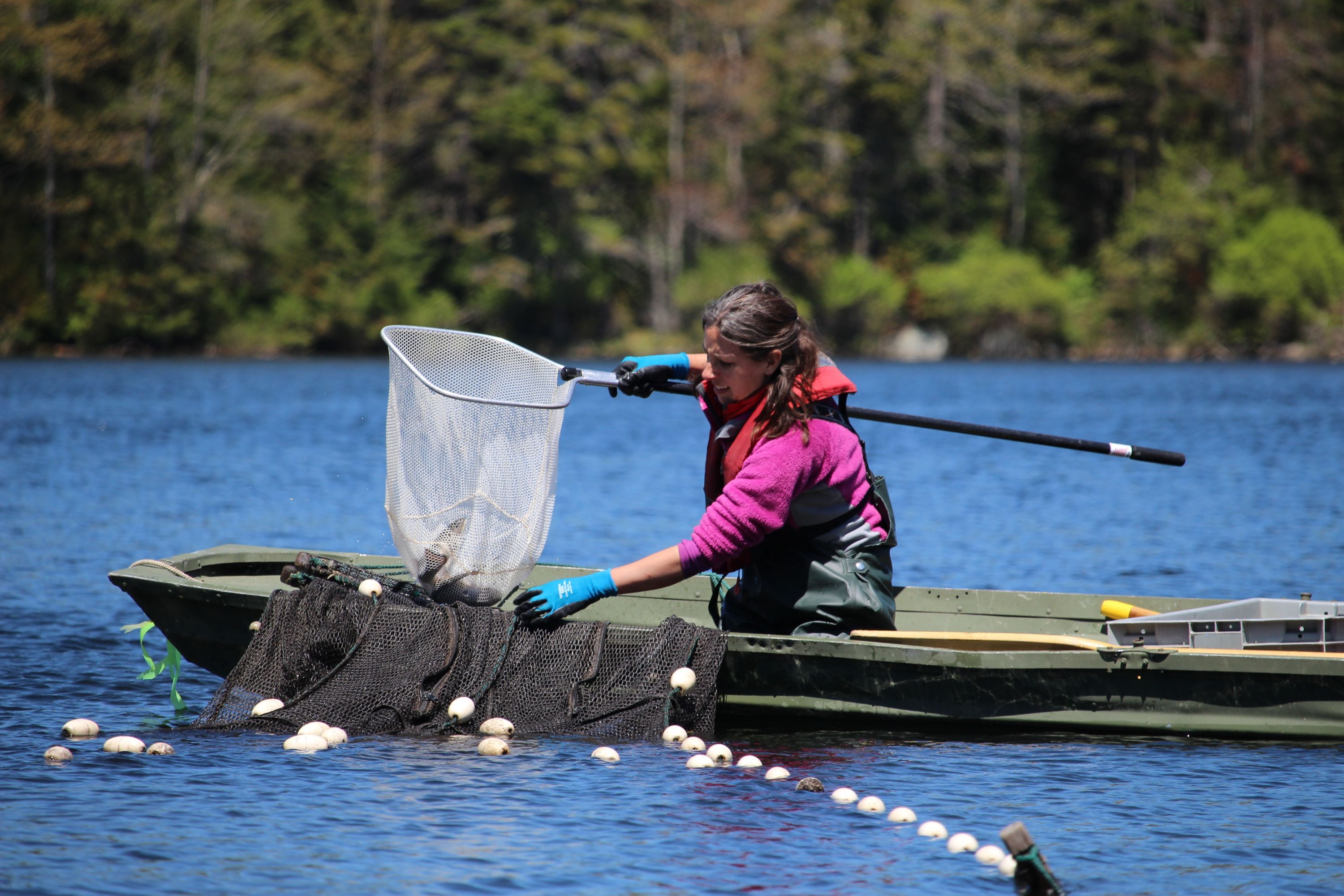 Mariah Meek collecting brook trout, a species threatened by climate change