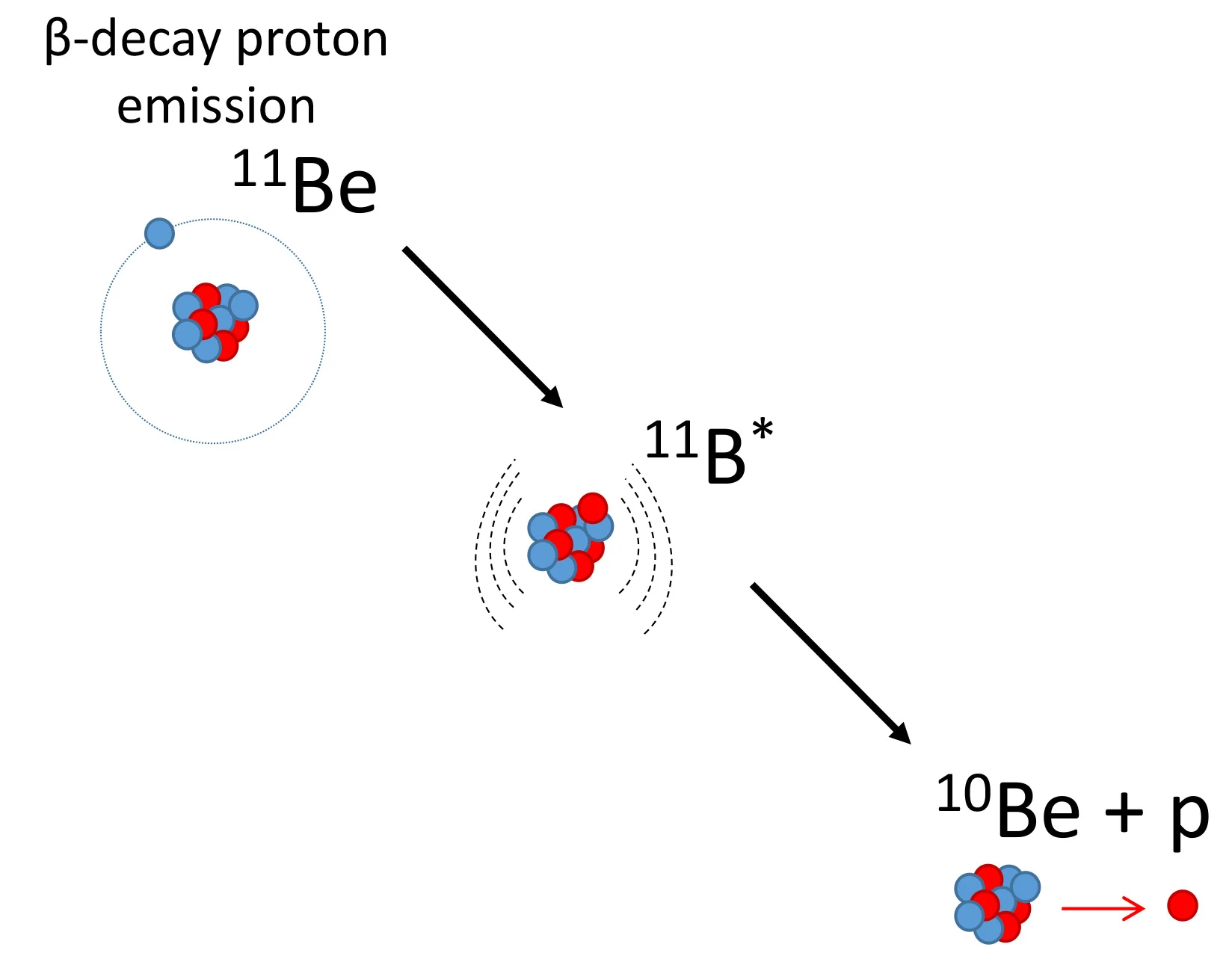 Three nuclei are shown as collections of blue orbs (neutrons) and red orbs (protons). A scheme shows beryllium-11’s core with 10 protons and neutrons being orbited by a single neutron, forming a halo nucleus. This nucleus goes through beta-decay proton emission, first becoming boron-11 (shown in an excited state denoted as 11B*), then beryllium-10 plus a proton. 