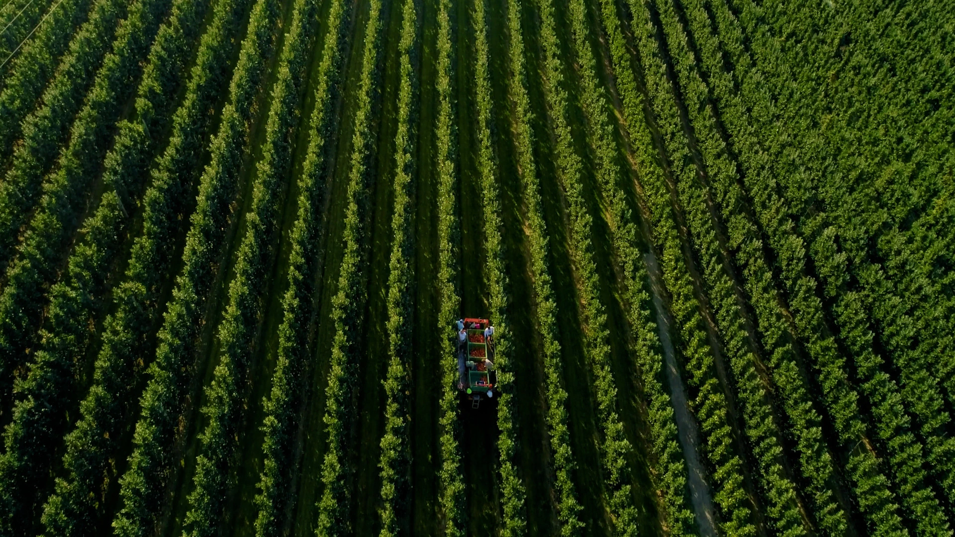 Drone shot of apple orchard