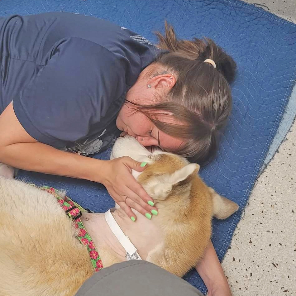 King the husky laying on a mat with his owner in the ICU