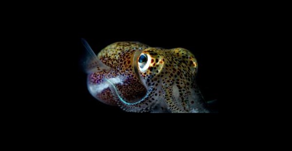 Hawaiian Bobtail Squid