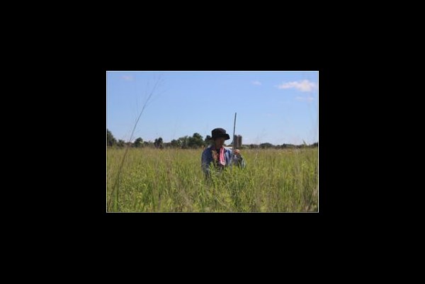 Kota Nakasato measures prairie grass traits 