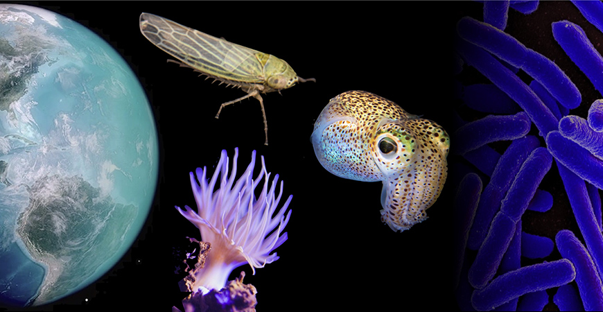 A collage shows an image of Earth, a leafhopper, a sea anemone, a bobtail squid and a micrograph of bacteria.