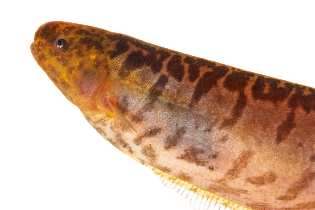 The pintail knifefish is an electric fish with a slender, rust-colored body with mottled with darker brown spots.