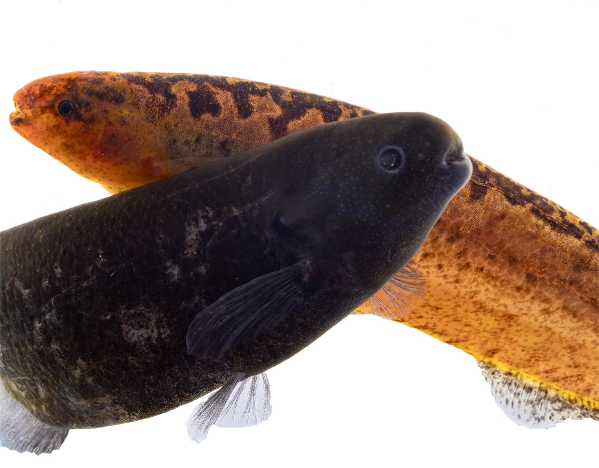 A photo of two slender electric fish — one a dark gray and the other a mottled brown and orange — is set against a white background.