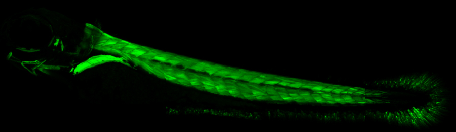 What looks a bit like a rope made of bright, shiny green fibers is placed on a black background.  This is actually a photo of the muscle tissue of a small fish called a zebrafish taken with a special microscope.