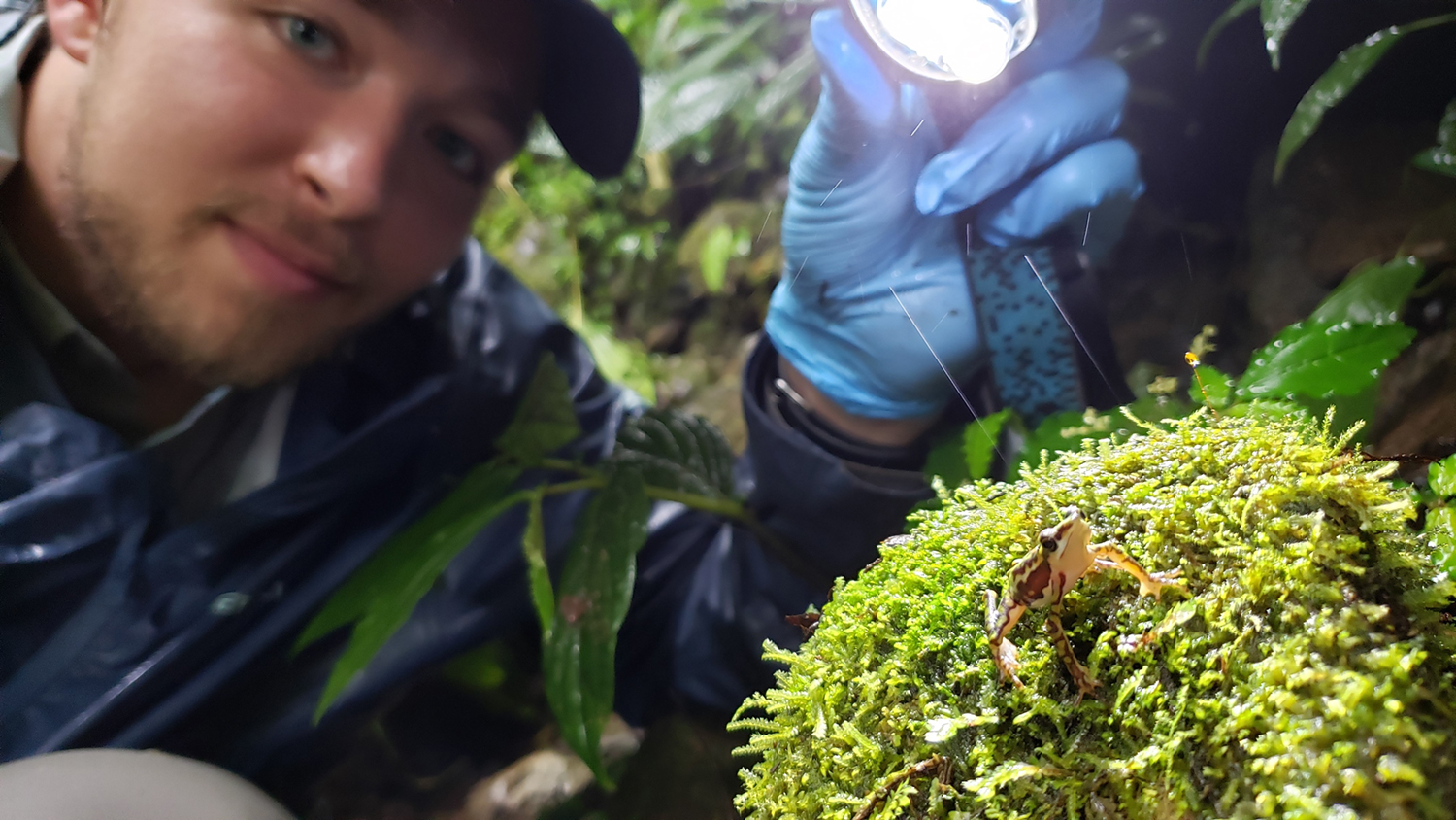 MSU doctoral student Kyle Jaynes shines a light on a harlequin frog (Atelopus coynei), which is striped and spotted with earthy tones, sitting on a patch of green moss.”/>
<em class=