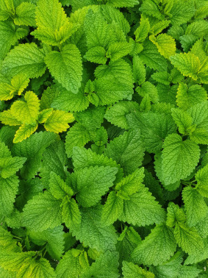 A cluster of minty fresh green leaves.