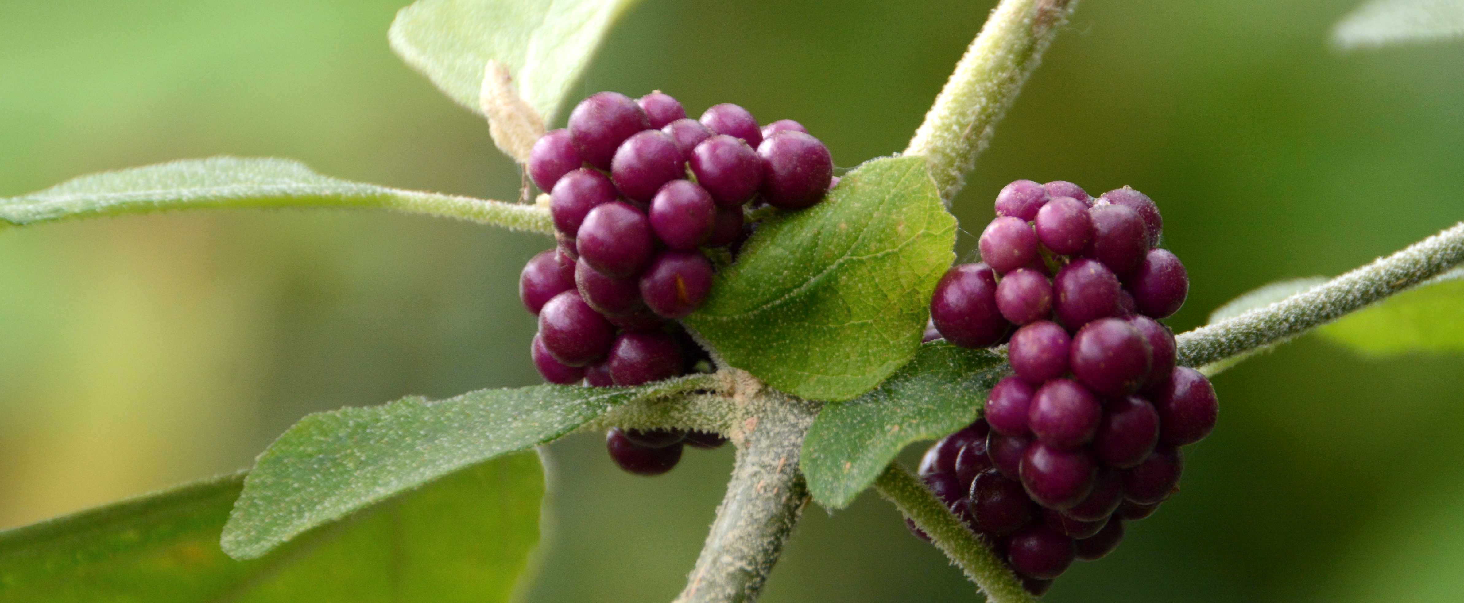 Clusters of purple beautyberry plants