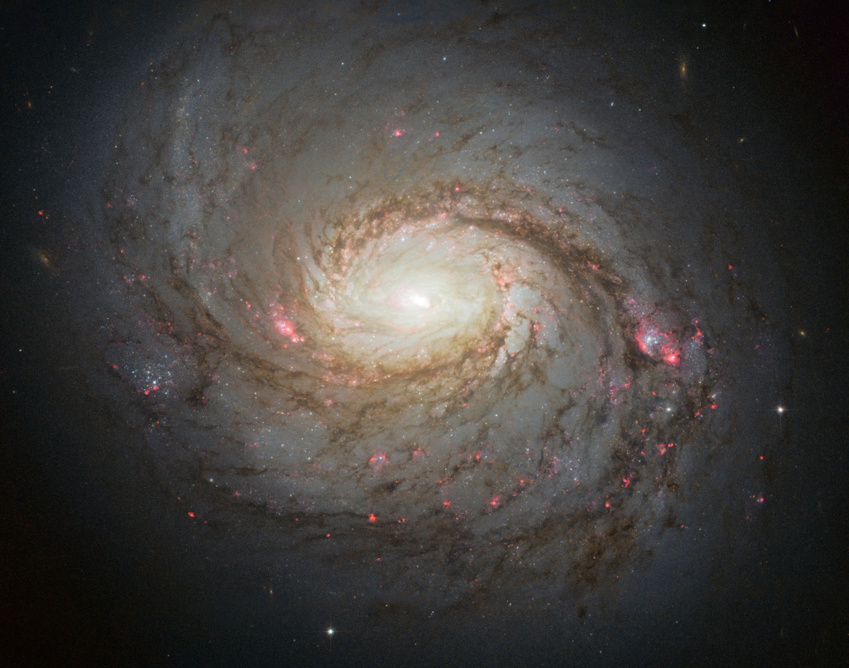A Hubble Space Telescope image shows the galaxy NGC 1068. It’s a spiral galaxy, with bright white and red spots within its whorls, which also contain dark brownish clouds.