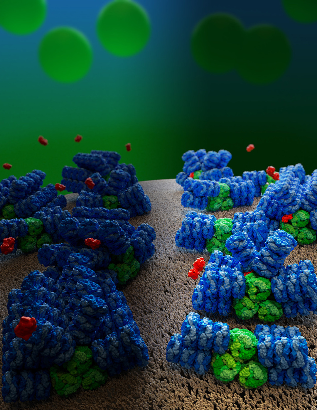 An illustration shows several phycobilisomes bound to a beige cell membrane. The phycobilisomes consist of three green core cylinders stacked in a triangle with blue rods extending from them. Some are bound to orange proteins. In the background, green cells float in the distance.