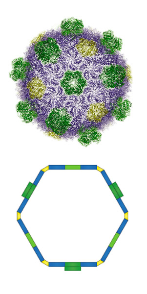 Two illustrations show different representations of the bacterial microcompartments. The top image gives an exterior view of the squiggly protein structures that make the microcompartment’s shell, with structural elements shown in blue, green and yellow. The lower illustration is simplified view of the cross-section, showing a hexagon with clean lines made of the corresponding blue, green and yellow elements.