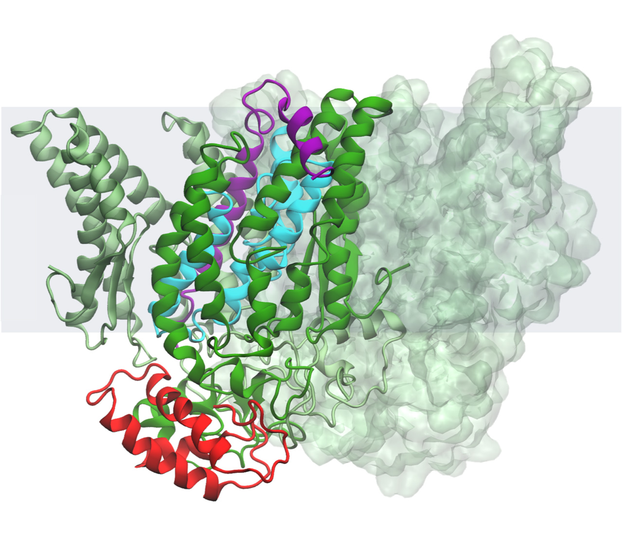 A computer rendering shows a model for the B. subtilis intramembrane protein complex. The intramembrane protease is shown in green, with parts of it faded and represented as a blobby surface in the background. In the foreground it is shown as interconnected ribbons standing vertically and spanning a gray rectangle, which represents a cell membrane. Tucked in between the green ribbons is a cyan ribbon that blocks a small pocket in the middle of the green and a purple ribbon that connects the cyan ribbon to a green ribbon. Underneath these ribbons, a red horizontal ribbon is prevented from entering the membrane protein.