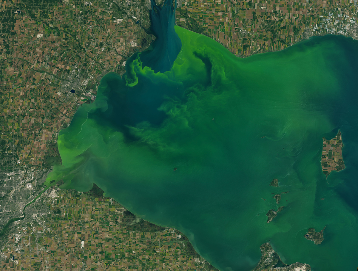 Lake Erie’s coastline, dotted with green and golden land parcels, borders the left and top side of this satellite photo. The lake itself dominates most of the image, but its blue water is only visible in a few spots. The rest is covered by a green bloom of cyanobacteria.