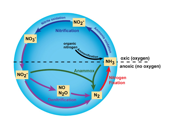 A graphic highlights specific reactions in the nitrogen cycle. The cycle is shown as a circle with a starting point at its rightmost spot. This is labeled NH3, or ammonia, a major ingredient in fertilizers. From there, following the circle counterclockwise, ammonia is transformed into nitrite (NO2-) and then nitrate (NO3-) in the presence of oxygen. The next leg of the cycle is performed without oxygen and transforms nitrate to nitrite, then to nitric oxide (NO) and nitrous oxide (N2O), then to molecular nitrogen (N2) and back to ammonia.